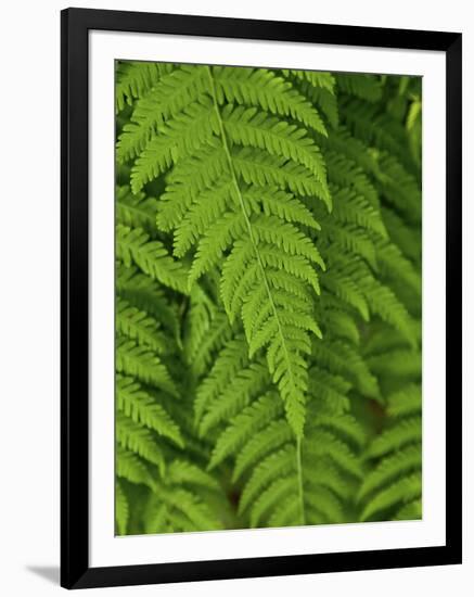 Bright Green Fern Near Blue Ridge Parkway, North Carolina-Andrew R. Slaton-Framed Photographic Print