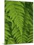 Bright Green Fern Near Blue Ridge Parkway, North Carolina-Andrew R. Slaton-Mounted Photographic Print