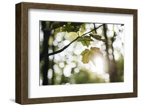 Bright green fresh foliage in the forest in the sunlight.-Nadja Jacke-Framed Photographic Print