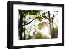 Bright green fresh foliage in the forest in the sunlight.-Nadja Jacke-Framed Photographic Print