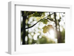 Bright green fresh foliage in the forest in the sunlight.-Nadja Jacke-Framed Photographic Print