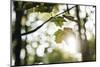 Bright green fresh foliage in the forest in the sunlight.-Nadja Jacke-Mounted Photographic Print