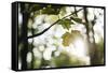 Bright green fresh foliage in the forest in the sunlight.-Nadja Jacke-Framed Stretched Canvas