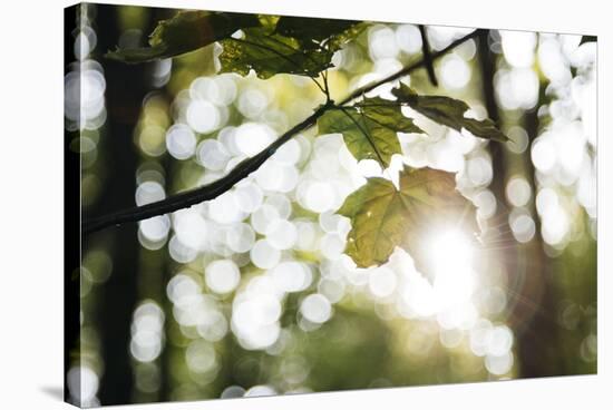 Bright green fresh foliage in the forest in the sunlight.-Nadja Jacke-Stretched Canvas