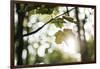 Bright green fresh foliage in the forest in the sunlight.-Nadja Jacke-Framed Photographic Print