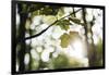 Bright green fresh foliage in the forest in the sunlight.-Nadja Jacke-Framed Photographic Print