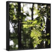 Bright green fresh foliage in the forest in the sunlight.-Nadja Jacke-Framed Photographic Print