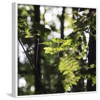 Bright green fresh foliage in the forest in the sunlight.-Nadja Jacke-Framed Photographic Print