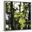 Bright green fresh foliage in the forest in the sunlight.-Nadja Jacke-Framed Photographic Print