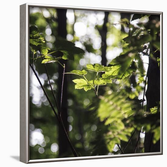 Bright green fresh foliage in the forest in the sunlight.-Nadja Jacke-Framed Photographic Print