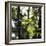 Bright green fresh foliage in the forest in the sunlight.-Nadja Jacke-Framed Photographic Print