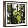 Bright green fresh foliage in the forest in the sunlight.-Nadja Jacke-Framed Photographic Print