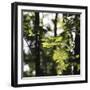 Bright green fresh foliage in the forest in the sunlight.-Nadja Jacke-Framed Photographic Print