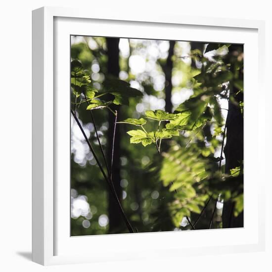 Bright green fresh foliage in the forest in the sunlight.-Nadja Jacke-Framed Photographic Print