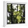 Bright green fresh foliage in the forest in the sunlight.-Nadja Jacke-Framed Photographic Print