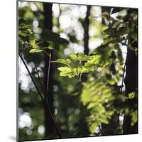 Bright green fresh foliage in the forest in the sunlight.-Nadja Jacke-Mounted Photographic Print