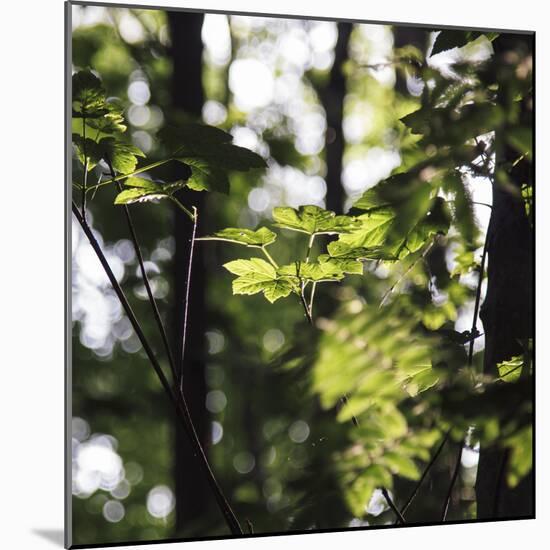 Bright green fresh foliage in the forest in the sunlight.-Nadja Jacke-Mounted Photographic Print