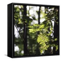 Bright green fresh foliage in the forest in the sunlight.-Nadja Jacke-Framed Stretched Canvas