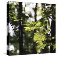 Bright green fresh foliage in the forest in the sunlight.-Nadja Jacke-Stretched Canvas