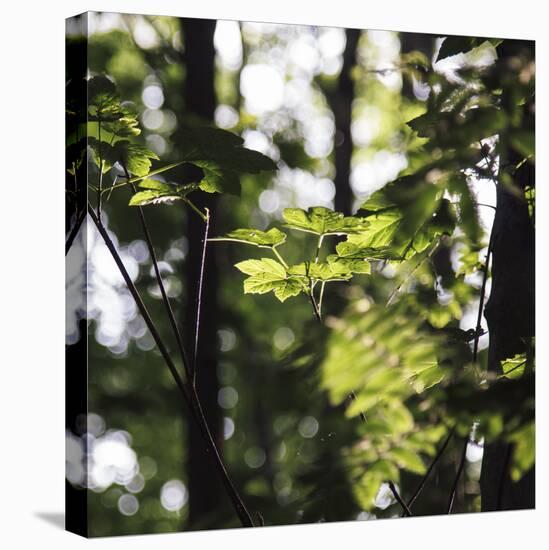 Bright green fresh foliage in the forest in the sunlight.-Nadja Jacke-Stretched Canvas