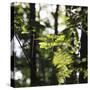 Bright green fresh foliage in the forest in the sunlight.-Nadja Jacke-Stretched Canvas