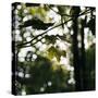 Bright green fresh foliage in the forest in the sunlight.-Nadja Jacke-Stretched Canvas