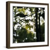 Bright green fresh foliage in the forest in the sunlight.-Nadja Jacke-Framed Photographic Print
