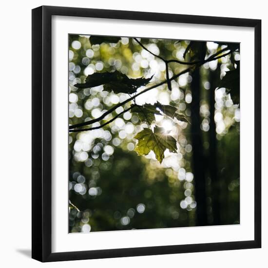 Bright green fresh foliage in the forest in the sunlight.-Nadja Jacke-Framed Photographic Print