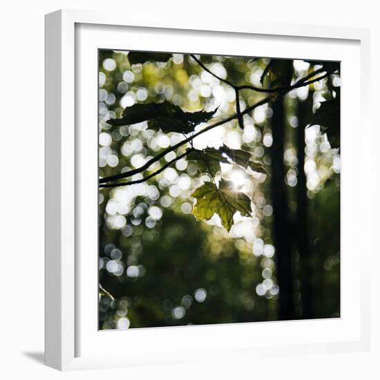 Bright green fresh foliage in the forest in the sunlight.-Nadja Jacke-Framed Photographic Print