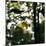 Bright green fresh foliage in the forest in the sunlight.-Nadja Jacke-Mounted Photographic Print