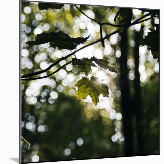 Bright green fresh foliage in the forest in the sunlight.-Nadja Jacke-Mounted Photographic Print