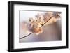 Bright idea-Nancy Crowell-Framed Photographic Print