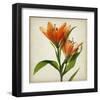 Bright Lily I-Judy Stalus-Framed Art Print