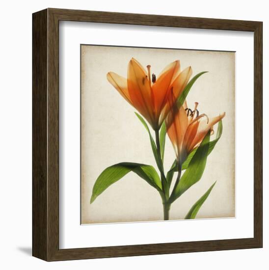 Bright Lily I-Judy Stalus-Framed Art Print