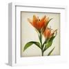 Bright Lily I-Judy Stalus-Framed Art Print