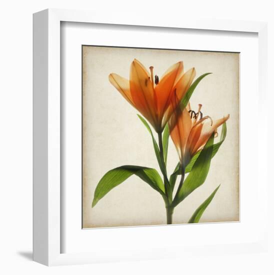 Bright Lily I-Judy Stalus-Framed Art Print