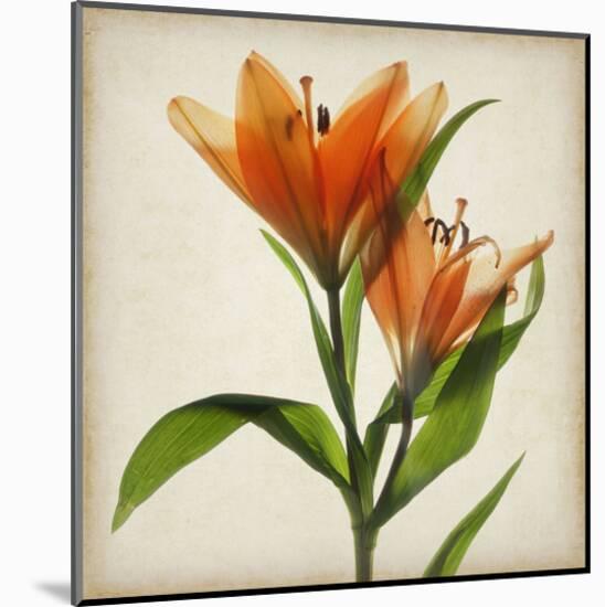 Bright Lily I-Judy Stalus-Mounted Art Print