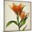 Bright Lily I-Judy Stalus-Mounted Art Print