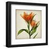 Bright Lily I-Judy Stalus-Framed Art Print