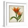 Bright Lily I-Judy Stalus-Framed Art Print