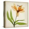 Bright Lily II-Judy Stalus-Stretched Canvas