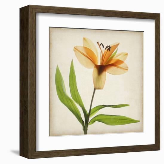 Bright Lily II-Judy Stalus-Framed Art Print