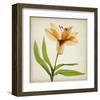 Bright Lily II-Judy Stalus-Framed Art Print