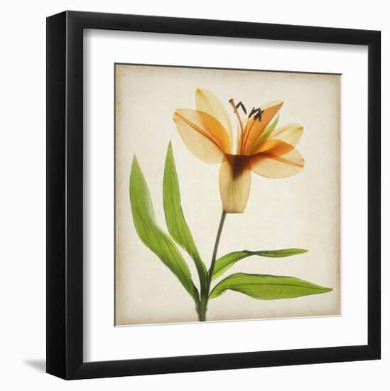 Bright Lily II-Judy Stalus-Framed Art Print