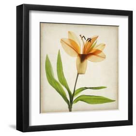 Bright Lily II-Judy Stalus-Framed Art Print