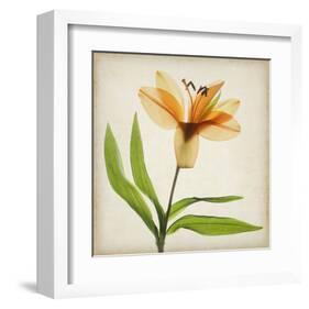 Bright Lily II-Judy Stalus-Framed Art Print