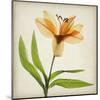 Bright Lily II-Judy Stalus-Mounted Art Print