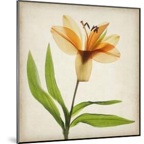 Bright Lily II-Judy Stalus-Mounted Art Print