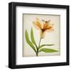 Bright Lily II-Judy Stalus-Framed Art Print