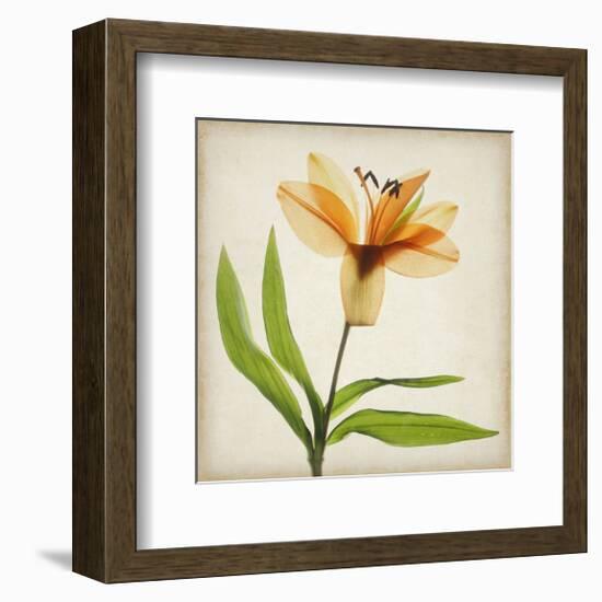 Bright Lily II-Judy Stalus-Framed Art Print